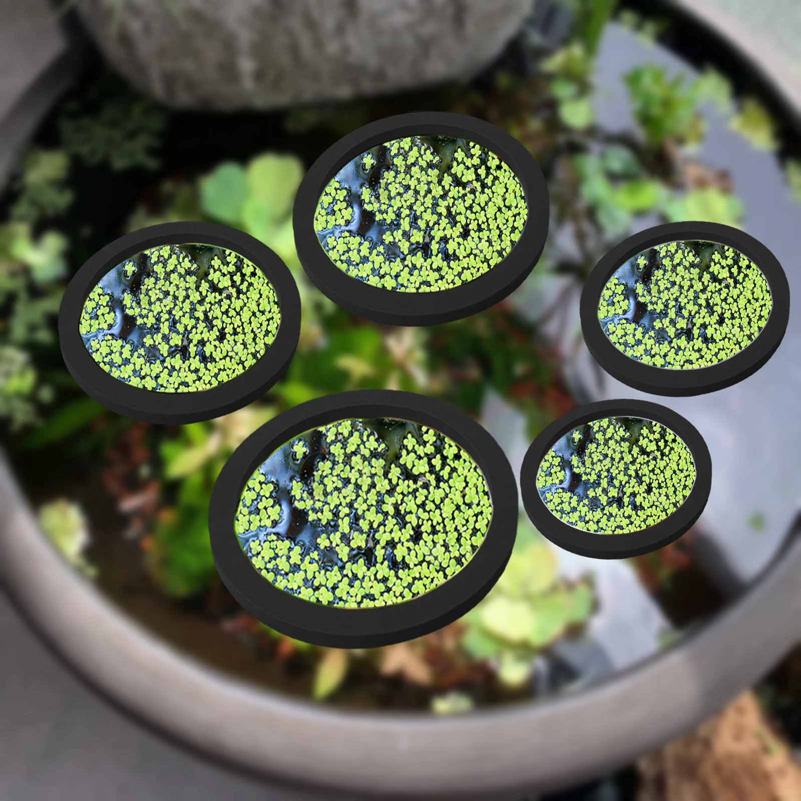 Aquarium Fish Photography - 5Pcs EVA Fisch Fütterung Ring Aquarium