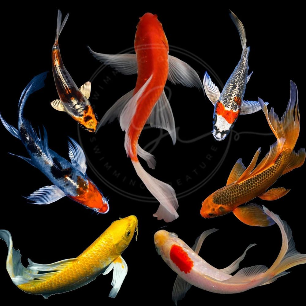 Lebende Koi-Fische in verschie – Live Fish Aquarium Bewertung und Preis