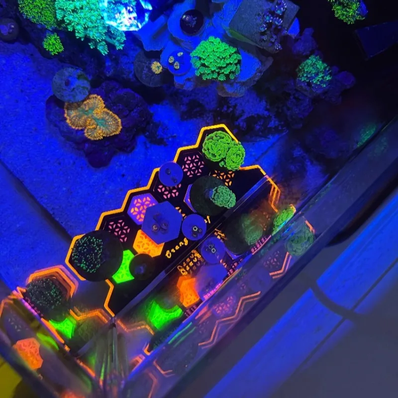 Fluoreszierende Korallen-Frag- – Aquarium Fish Reproduction Bewertung und Preis