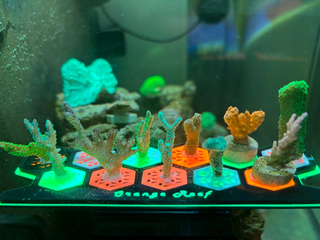 Fluoreszierende Korallen-Frag- – Aquarium Fish Reproduction Bewertung und Preis
