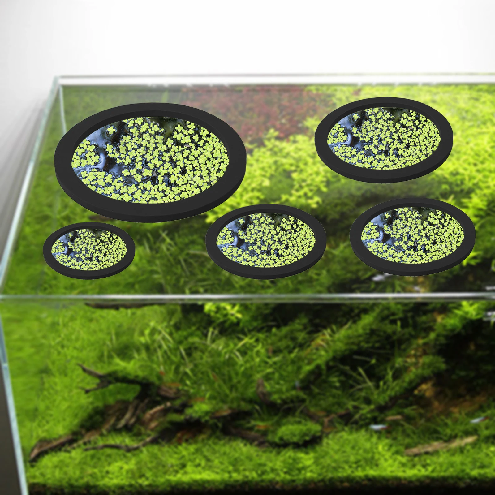 5Pcs EVA Fisch Fütterung Ring  – Aquarium Fish Photography Bewertung und Preis
