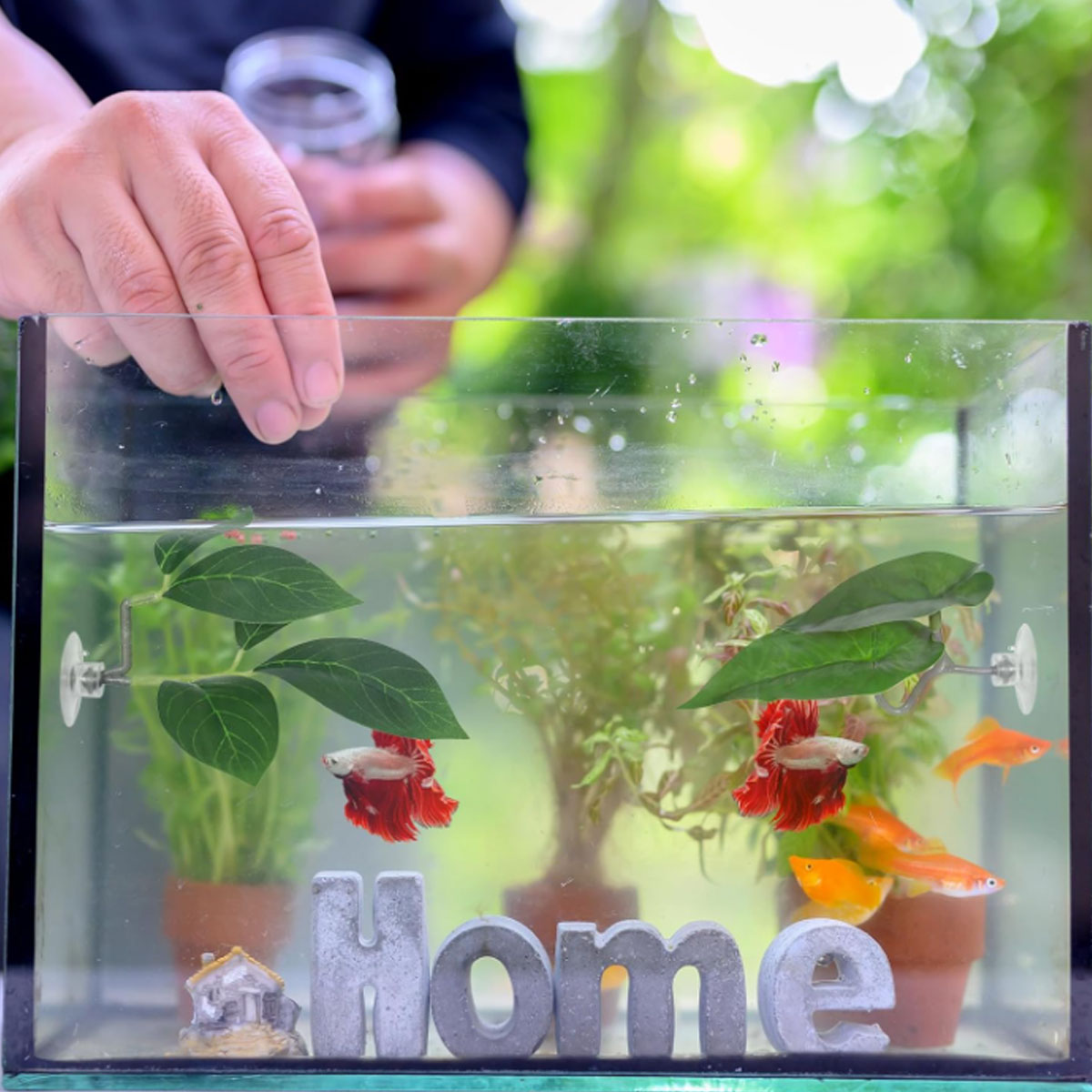 1 Stück Betta-Fisch-Hängematte – Aquarium Fish Only Bewertung und Preis